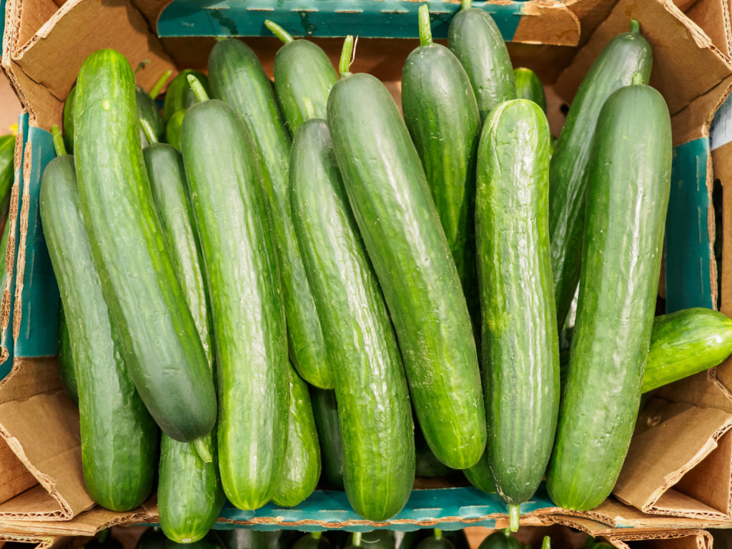 Organic Cucumber from Sara´s Organic Food