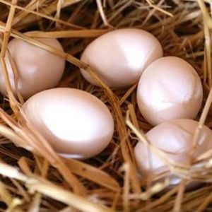 Happy Hen Eggs - 12 Pcs